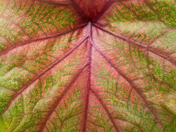 Εσωτερικη Πράσινο Κόκκινο Φύλλο Καλάδιο Φυτό Φύλλα Υφή Στη Φύση — Φωτογραφία Αρχείου
