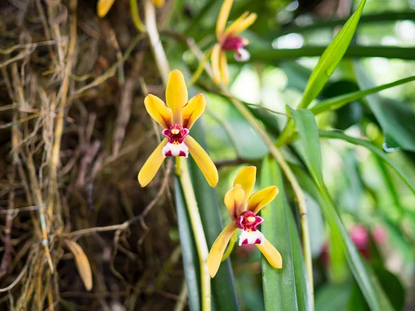 Petites Orchidées Jaunes Rouges Dans Nature — Photo