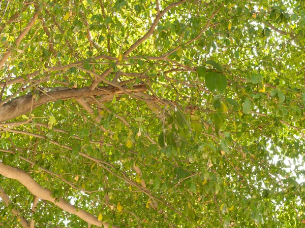 Groene Blad Branch Grote Boom Achtergrond Van Natuur — Stockfoto