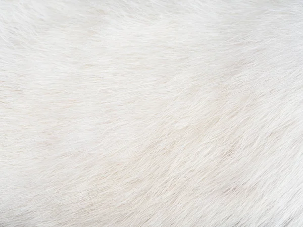 Texture Soft White Cat Hair Background — 图库照片