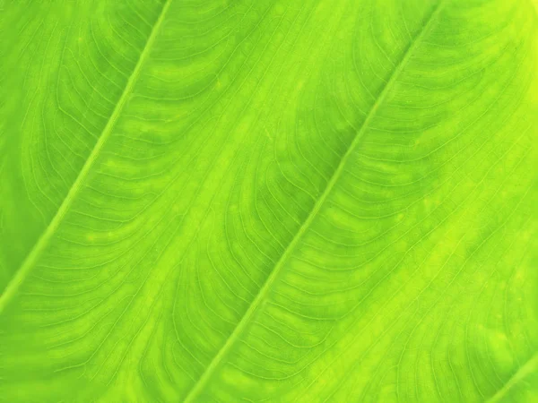 Textura Fresca Hoja Verde Brillante Fondo Naturaleza — Foto de Stock