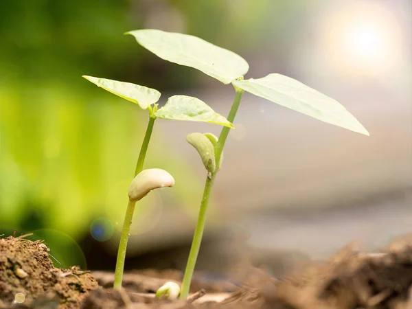 Dwie Małe Zielone Rośliny Rosnące Żyznej Gleby Kiełkującymi Nasionami Koncepcja — Zdjęcie stockowe