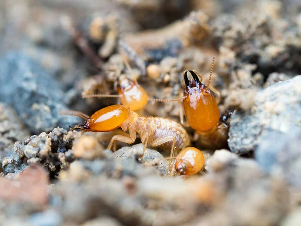 Close up termites or white ants destroyed.