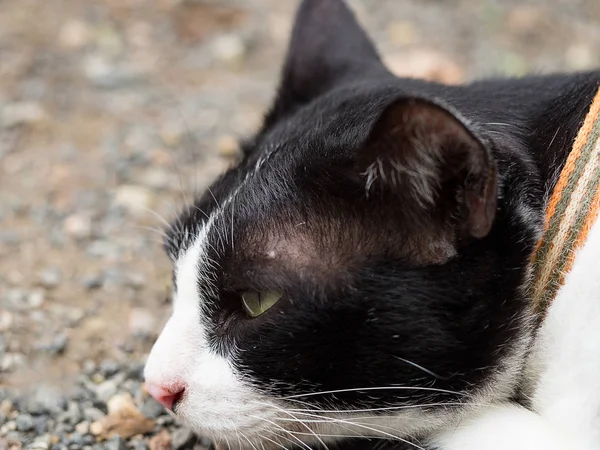 Черно Белая Кошка Лежит Полу Смотрит Вперед Думает — стоковое фото