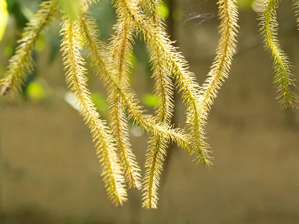 Gröna Och Bruna Huperzia Squarrosa Ormbunke Lämnar Naturen Trädgård — Stockfoto