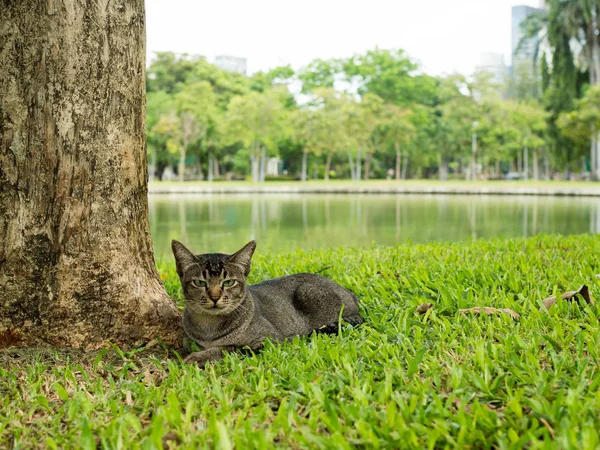 Черная Кошка Лежит Траве Большим Деревом Возле Реки Природном Парке — стоковое фото