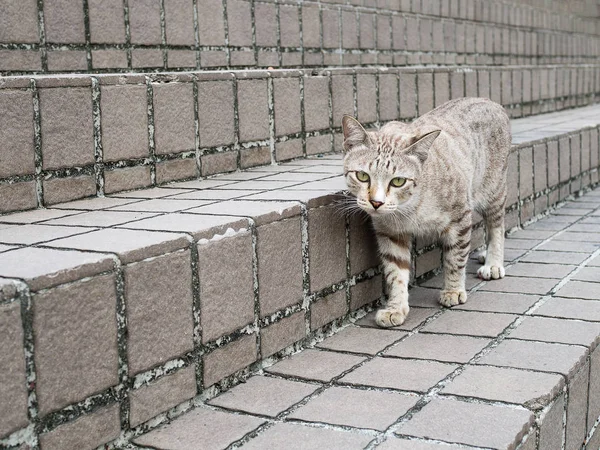 Szary Kot Spacerujący Kamiennych Schodach Parku Naturalnym — Zdjęcie stockowe