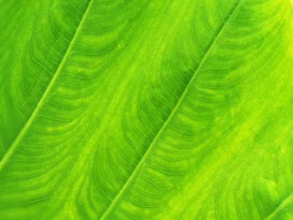 Texture Fresh Bright Green Leaf Background Nature Stock Photo