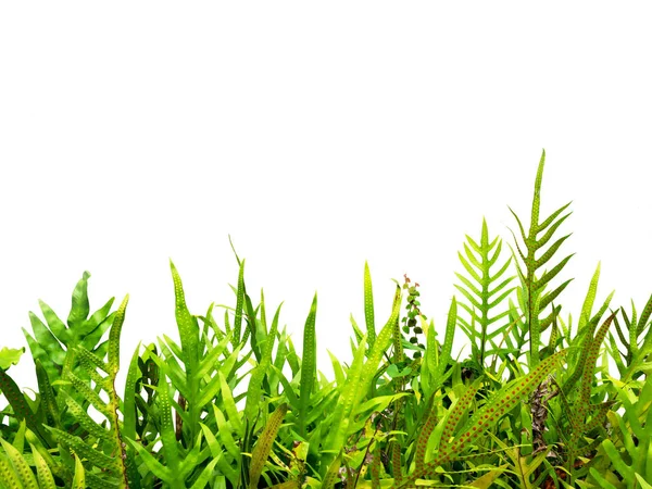 Trópusi Lombozatú Páfránylevelek Fern Növényi Keret Háttér Dekoráció Fehér Háttér — Stock Fotó