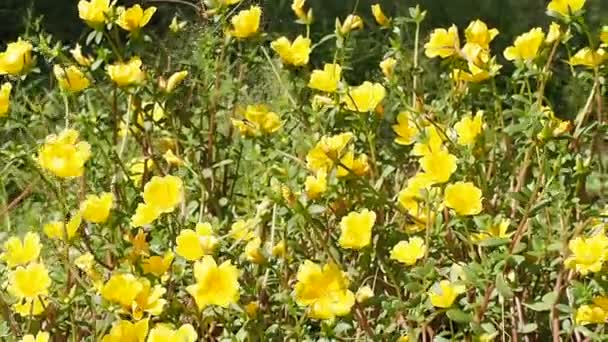 Žluté Květinové Pole Kvetoucí Louce Během Jarního Větru Fouká Slunečním — Stock video