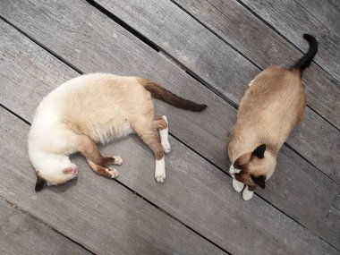 Siamese cat or Moon Diamond cat or Thai cat sleeping and laying of wooden floor.