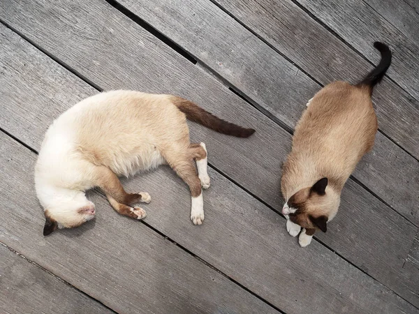 Siamese Cat Moon Diamond Cat Thai Cat Sleeping Laying Wooden — Stock Photo, Image