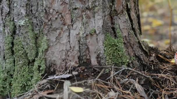 森のキノコをピッキングをクローズ アップ撮影 — ストック動画