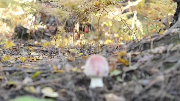 Champignons dans la forêt d'automne