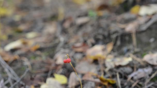 Cueillette de champignons dans la forêt close up shoot 