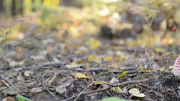 Cueillette de champignons dans la forêt close up shoot 