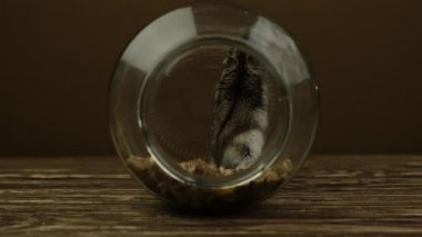 Küçük, komik, minyatür, keş bir hamsterın yakın çekimi.