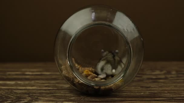 Närbild av en liten rolig miniatyr djungel hamster — Stockvideo