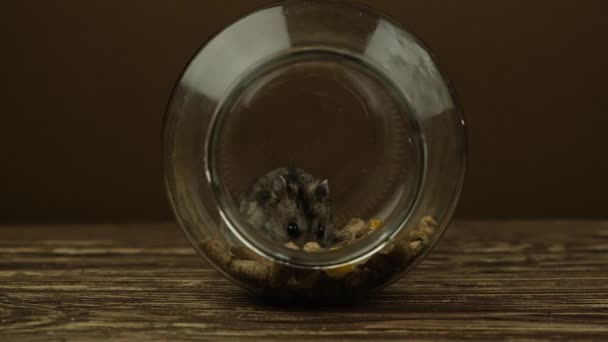 Fechar-se de um pequeno hamster jungar miniatura engraçado — Vídeo de Stock