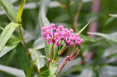 Mor bir süt kardeş