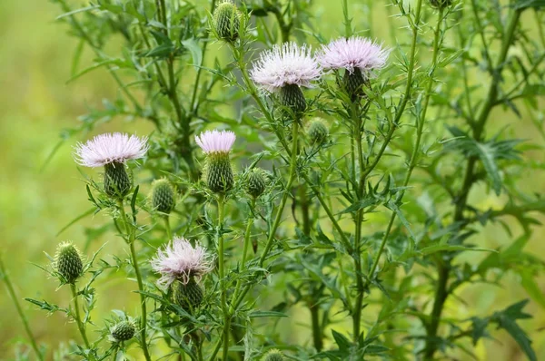 A Purple Thistle — Stock Photo, Image