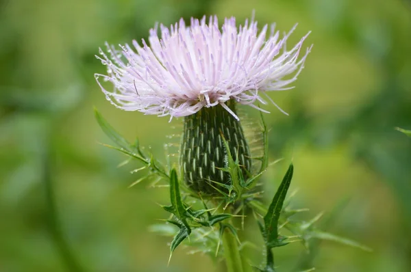 A Purple Thistle — Stock Photo, Image