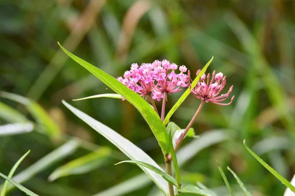 Uma Milkweed roxa — Fotografia de Stock