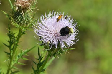 Devedikeni üzerinde bir arı