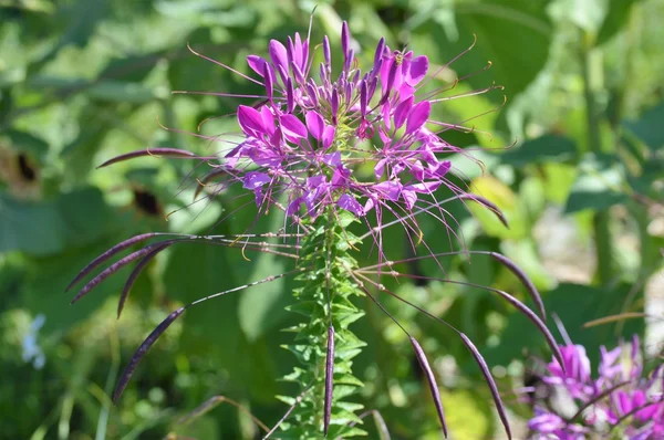 Flower in the Garden — Stock Photo, Image