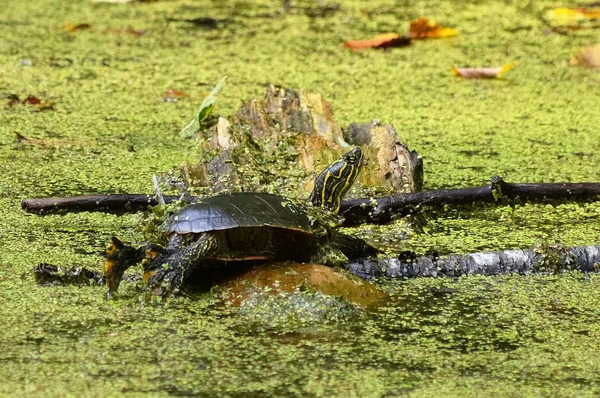 Schildpad op een Log — Stockfoto