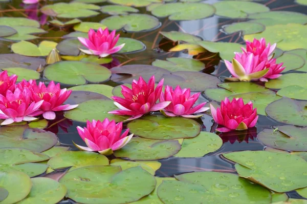 Eine Seerose — Stockfoto