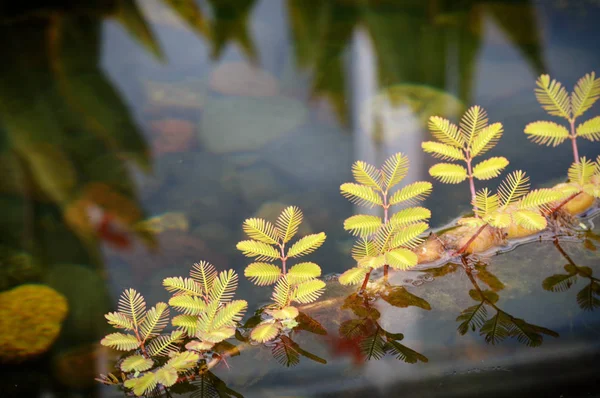 Roślina na wodzie — Zdjęcie stockowe