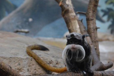 Emperor Tamarin