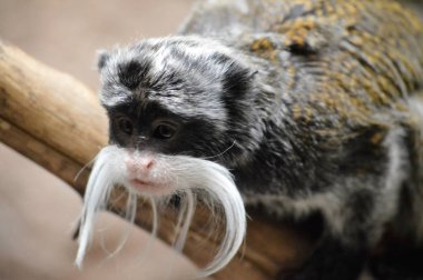 Emperor Tamarin