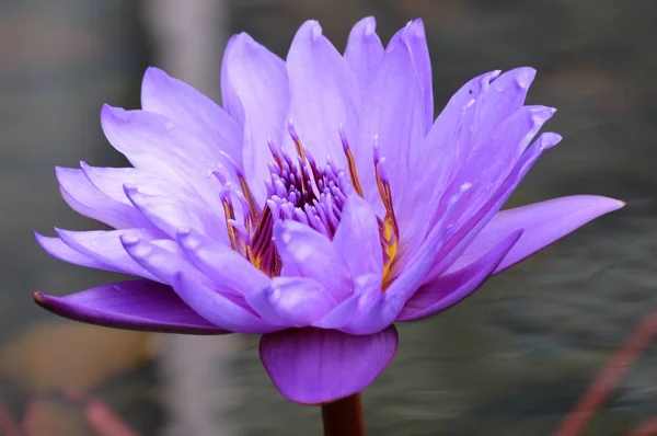 A Water Lily — Stock Photo, Image