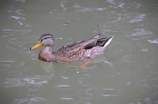 A Mallard Duck — Stock Photo, Image