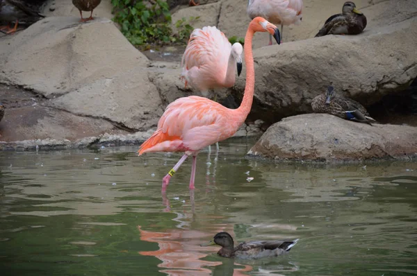 Flamingo in the Water — Stock Photo, Image