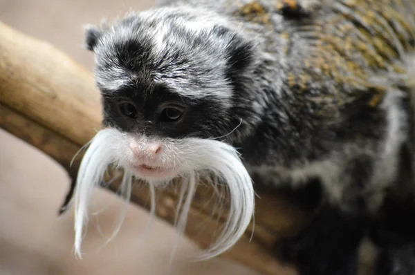 An Emperor Tamarin — Stock Photo, Image