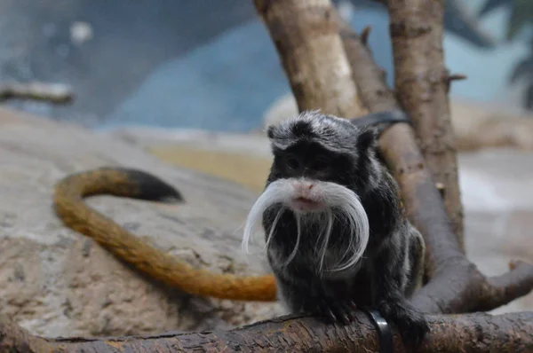 Emperor Tamarin — Stok fotoğraf