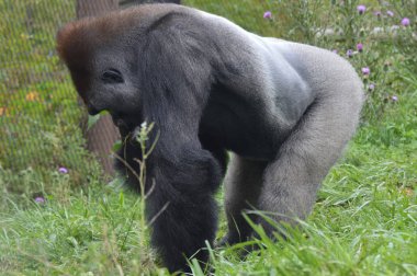 Batı ovasındaki goril.