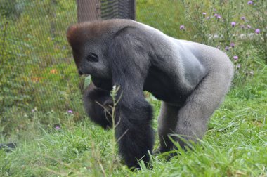 Batı ovasındaki goril.
