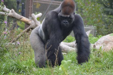 Batı ovasındaki goril.