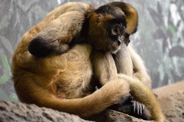 Um macaco-aranha — Fotografia de Stock