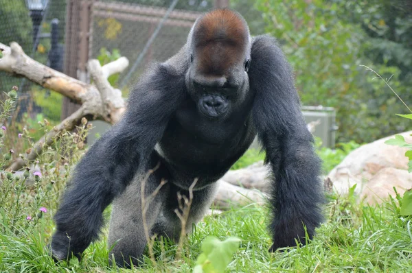 Westelijke Lowland Gorilla — Stockfoto