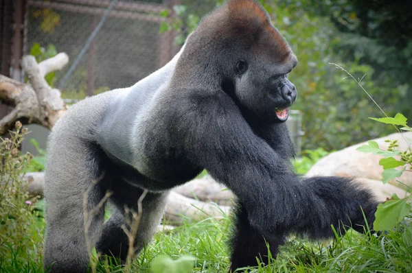 Gorila vestică joasă — Fotografie, imagine de stoc