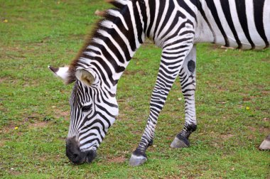 otlatma zebra