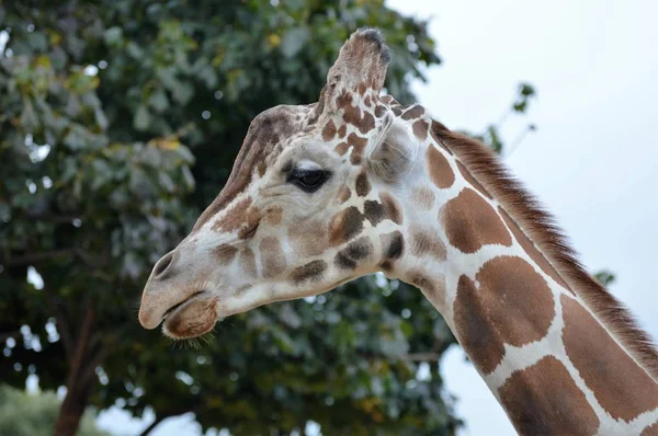 Yetişkin bir zürafa