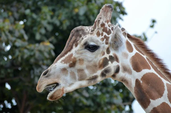 Yetişkin bir zürafa