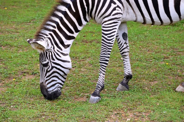 Uma zebra pastando — Fotografia de Stock