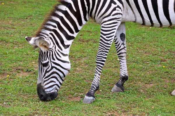 Een zebra grazen — Stockfoto